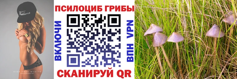 Галлюциногенные грибы Psilocybe  купить закладку  кракен сайт  Шацк 